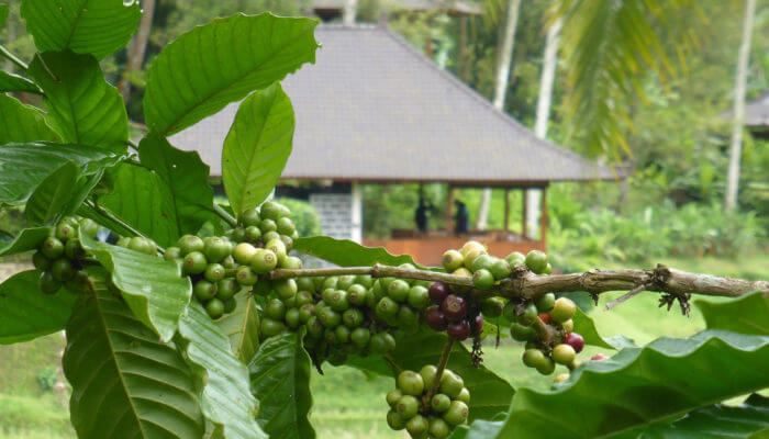 Clove Tree Hill Villas Bali Luxury Accommodation