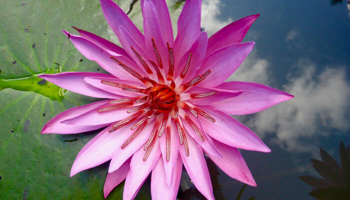 Clove Tree Hill Villas Bali Luxury Accommodation